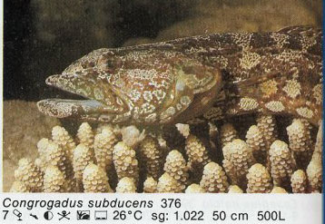 Congrogadus subducens